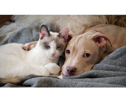 RVing with Dogs and Cats: Don’t Hit the Road Without This Essential Checklist